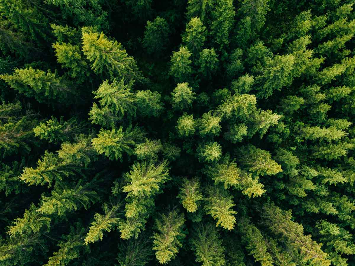 How Virtual Agents are Shaping a More Sustainable Future